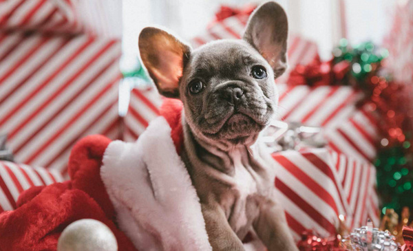 Paw-some Gifts: The iFetch Holiday Dog Gift Guide