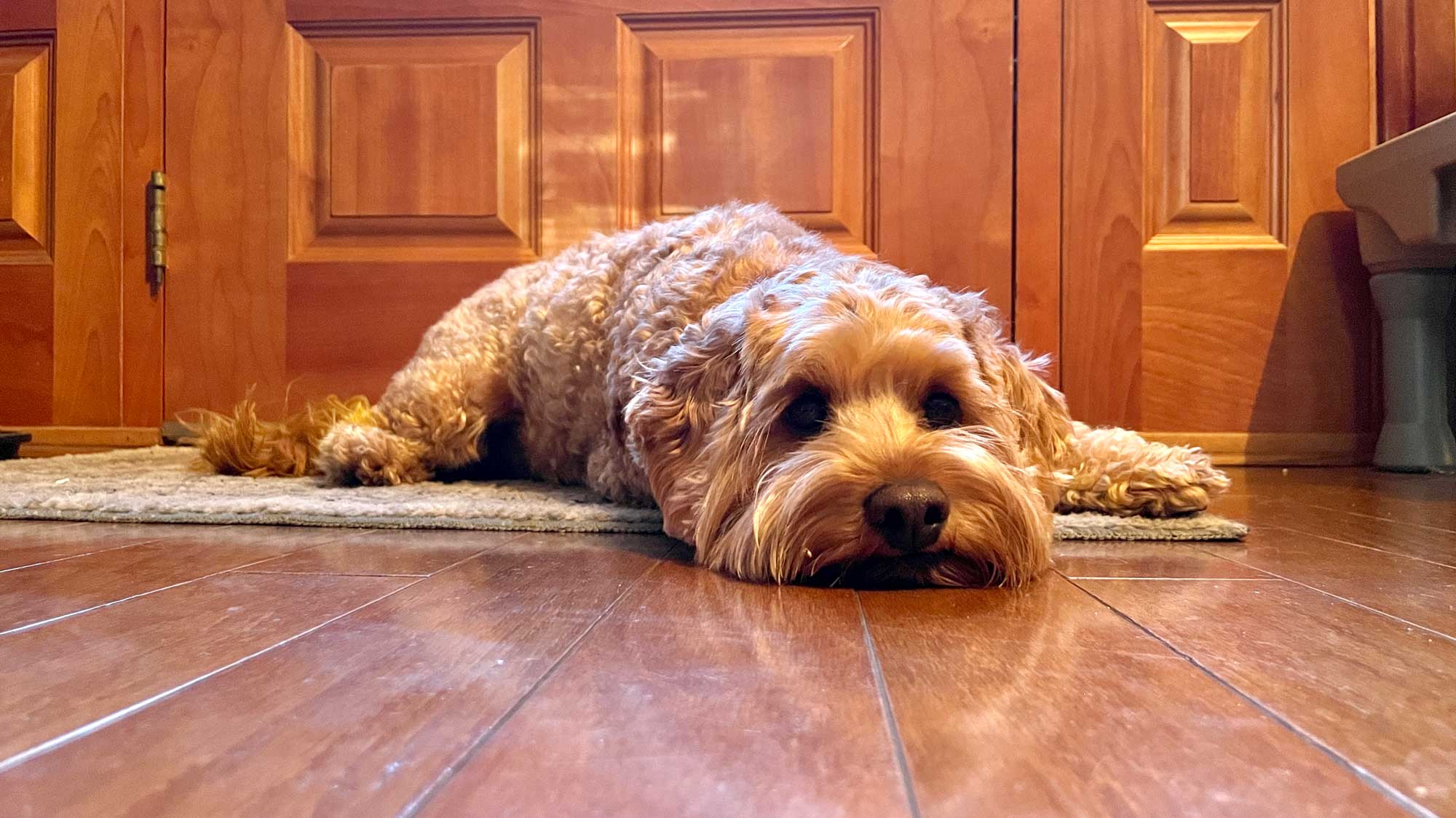 Goldendoodle Separation Anxiety