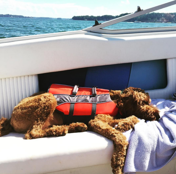 7 Boating Safety Tips for Your Pup!