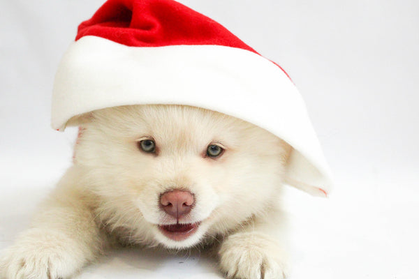 Top Eleven Pawfect Gifts for Your Dog!