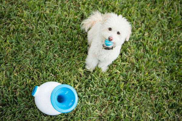 What to do when your dog just won’t pick up or drop the ball!