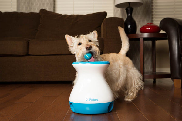 Dog Training Tips: Dropping the Ball in the Funnel