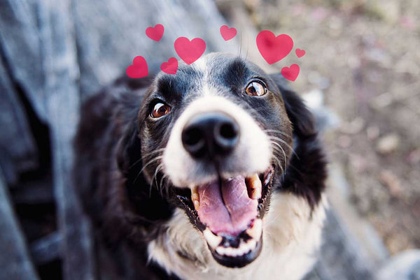 Top 10 Ways to Show Your Furry Valentine Some Love