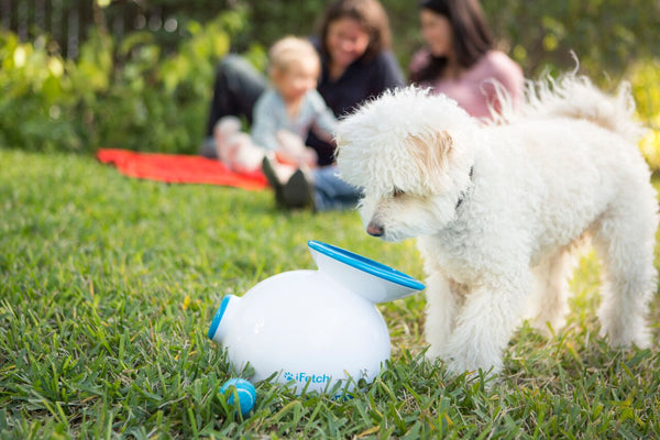 10 Things to Do With Your Dog Outside This Summer
