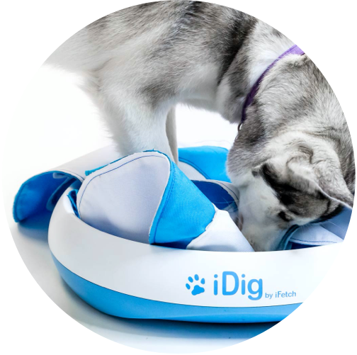 Fetch machines for sales dogs