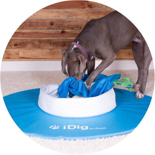 Go fetch dog 2024 toy