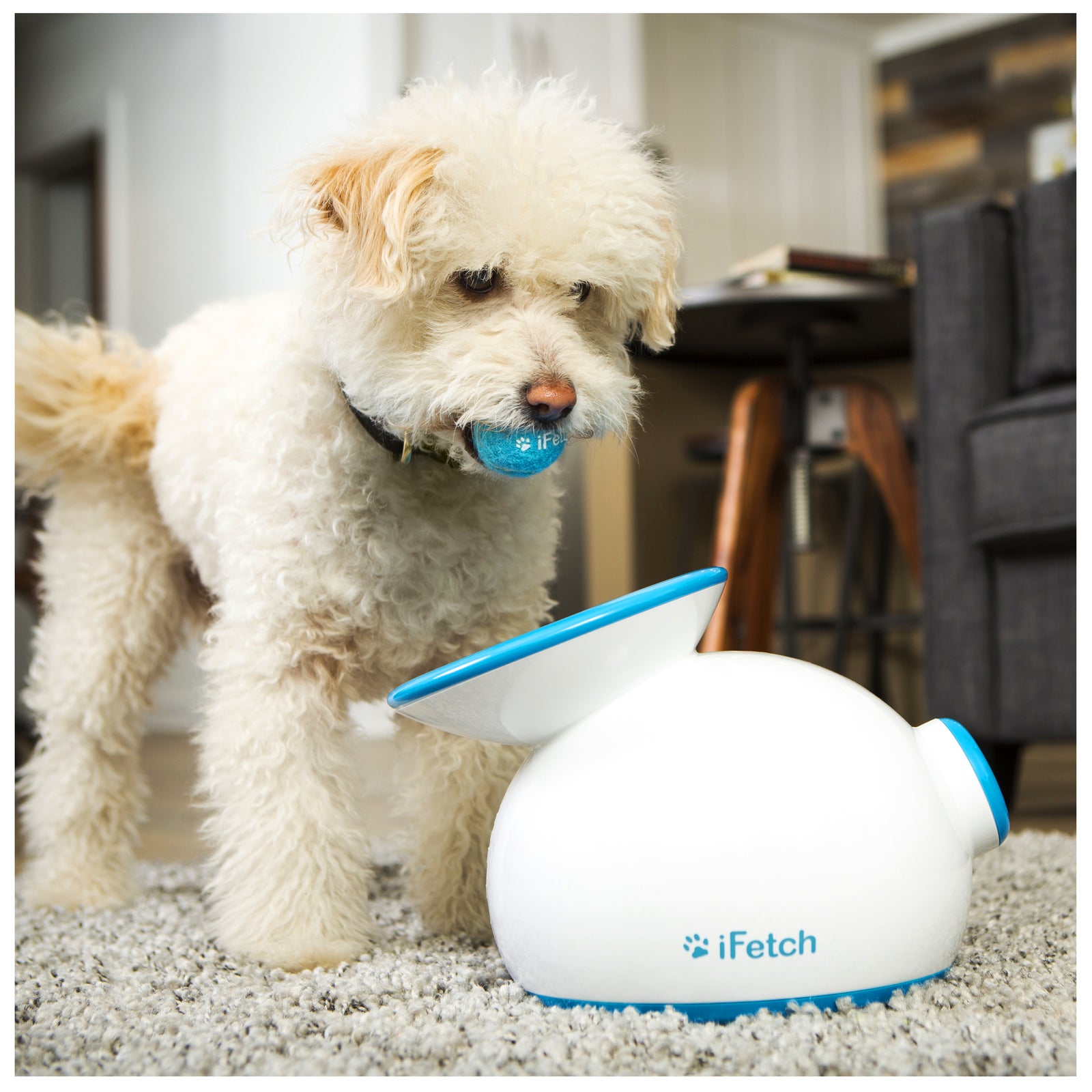 Indoor dog ball launcher hotsell